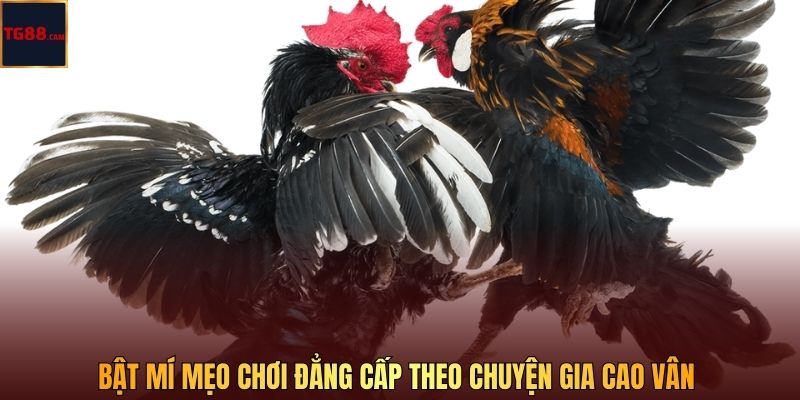 Bật mí mẹo chơi đẳng cấp theo chuyện gia Cao Vân 
