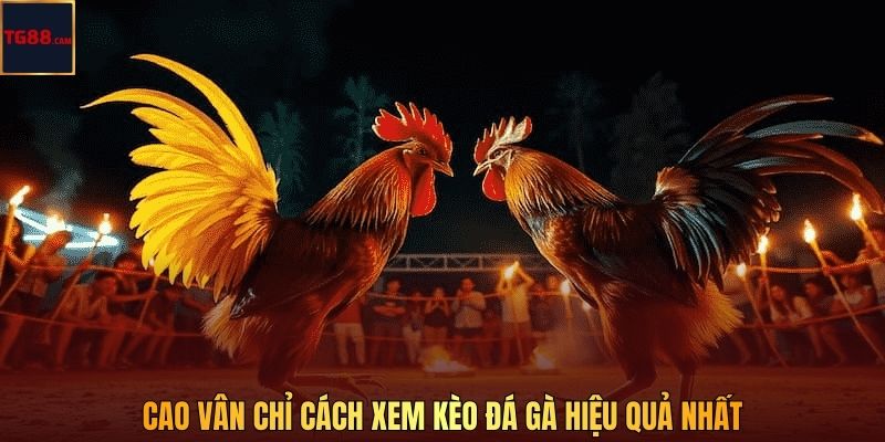 Cao Vân chỉ cách xem kèo đá gà hiệu quả nhất