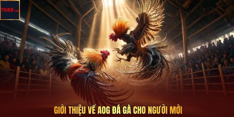Giới thiệu về AOG đá gà cho người mới